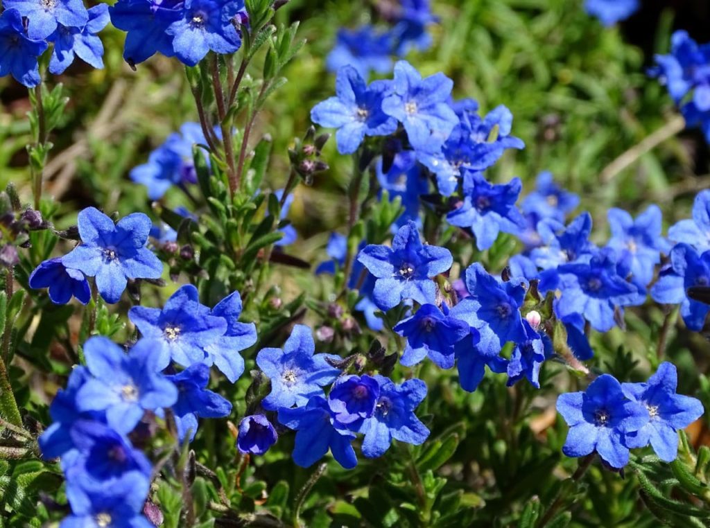 5-petalled blue flowers of a lithodora shrub