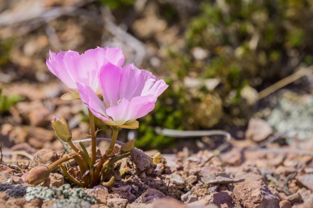 Lewisia rediviva with pink blooms growing in dry soil