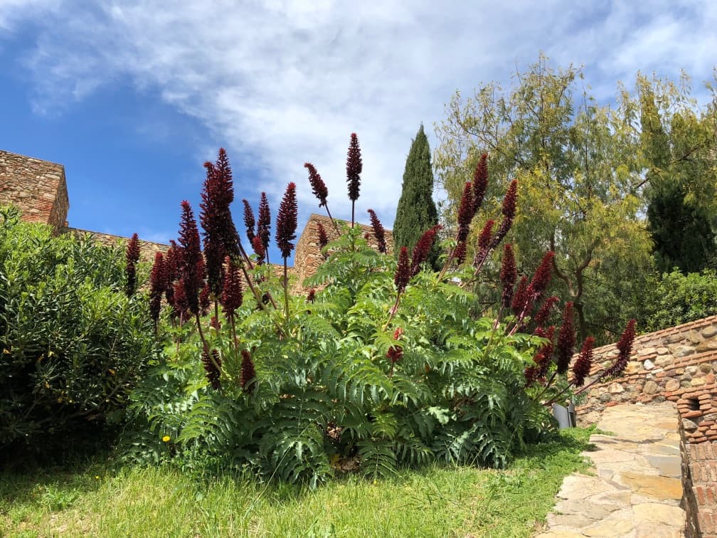 red flowering plumes shown on a large shrubby Melianthus major plant