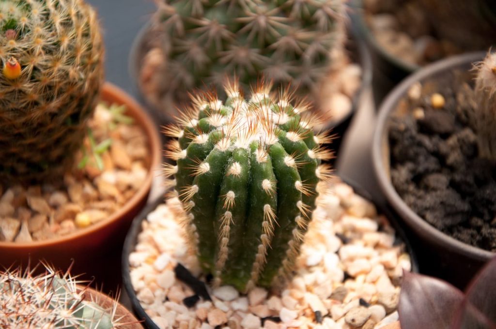 a single notocactus growing in a small pot amongst other potted cacti