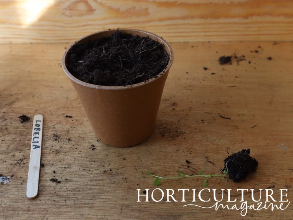 lobelia seedling shown next to a pot filled with compost