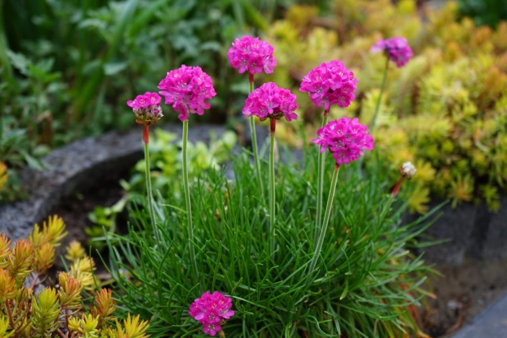 Armeria maritima with pink globular flowering clusters growing on upright tall stems from a pot