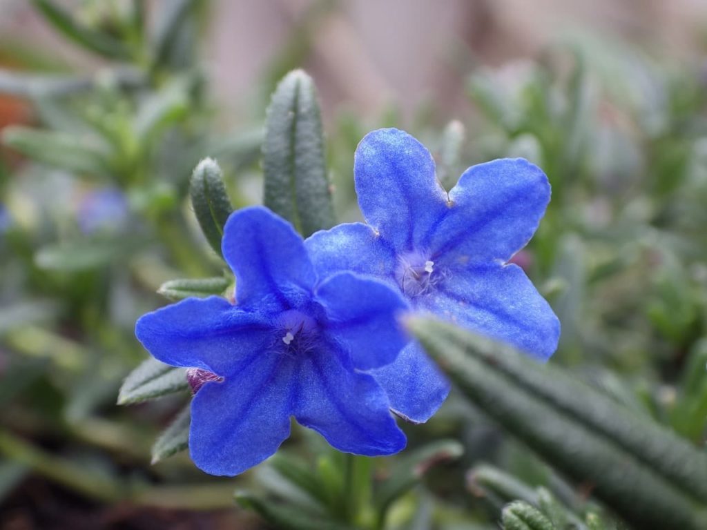 star-shaped blue blooms of gromwell