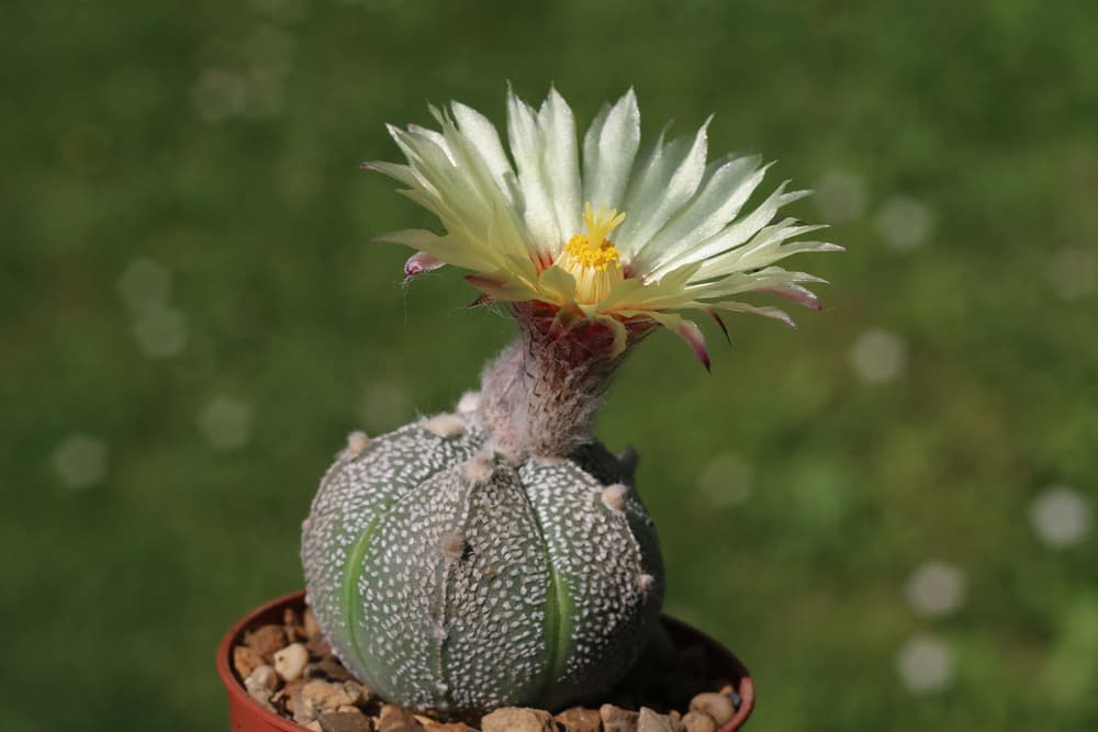 yellow flowering astrophytum coahuilense