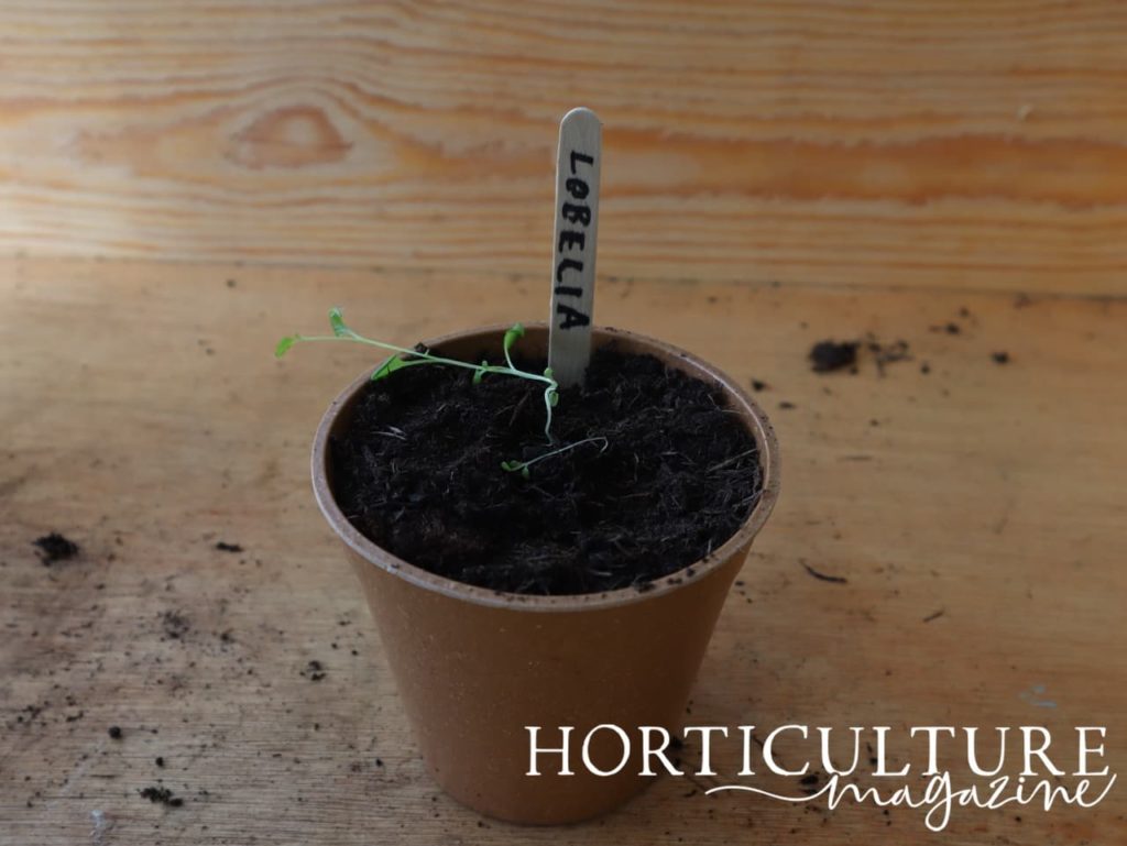 lobelia seedling transplanted into a pot filled with compost