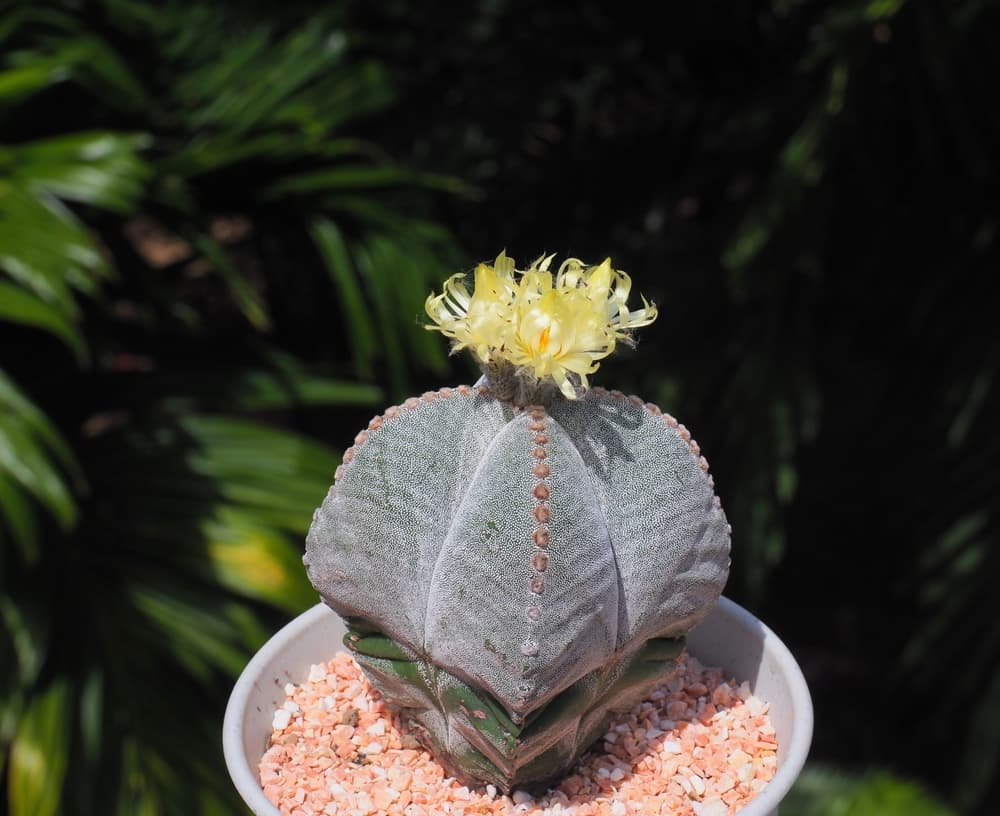 A. myriostigma with small yellow flowers