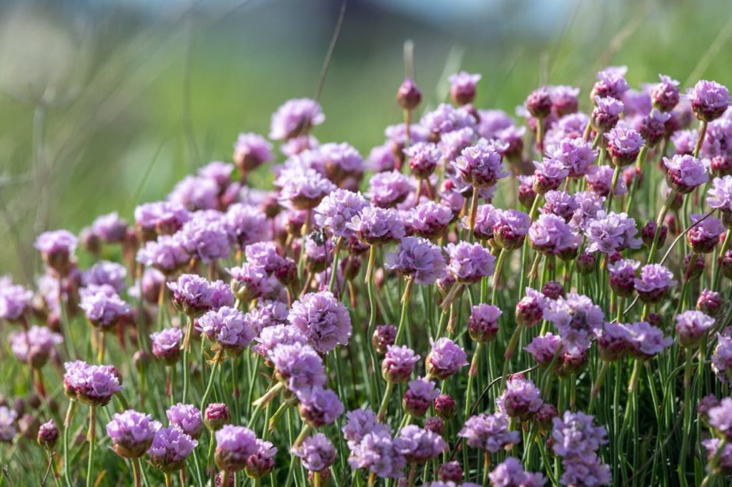 sea thrifts growing in a drift with purple flowers