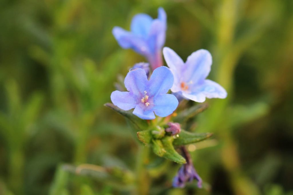 close-up of the blue flowers of purple gromwell that are shaped like stars
