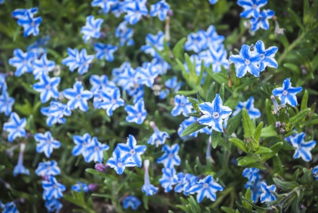 scrambling gromwell with star-shaped blue and white flowers growing in abundance