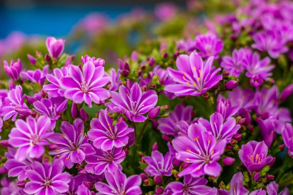 Lewisia cotyledon with dark pink petals that are streaked with white