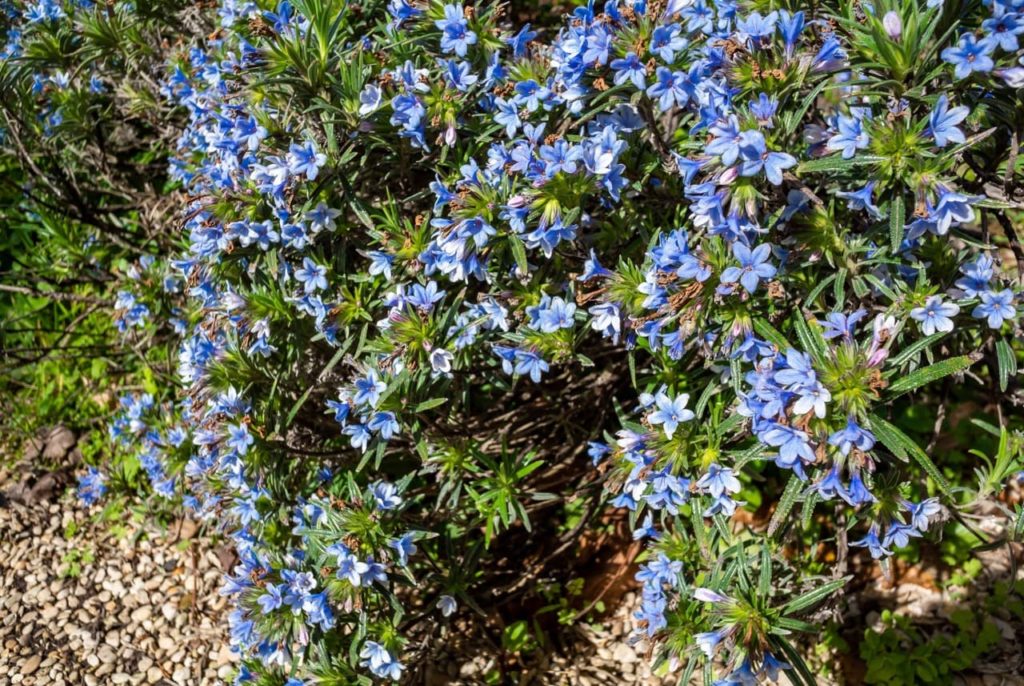 large evergreen lithodora shrub growing from a garden border