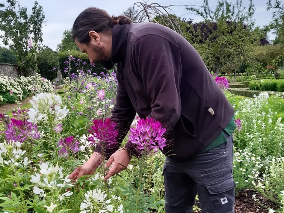 Elliott in a perennial border full of white, pink and purple flowers