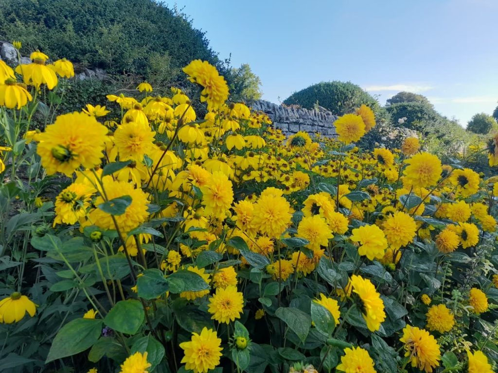 yellow dahlias growing in a large garden border next to a stone wall