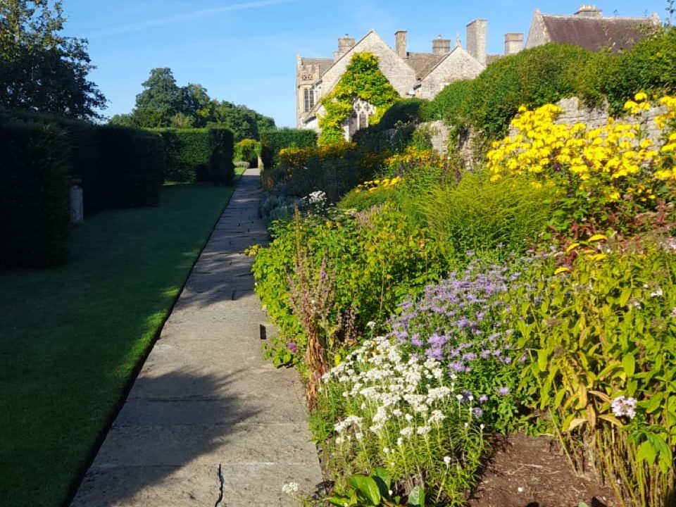 purple, yellow and white flowering plants growing in a garden border