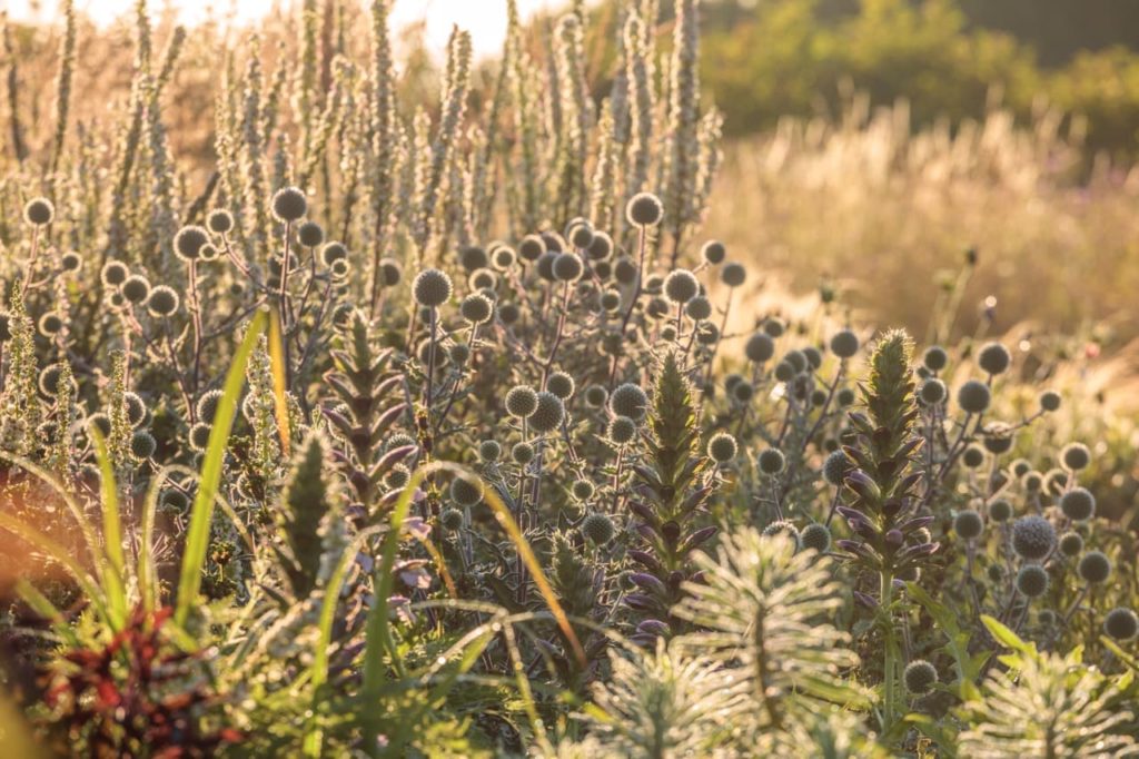 frost-covered plants (including echinops) in a garden on a sunny day