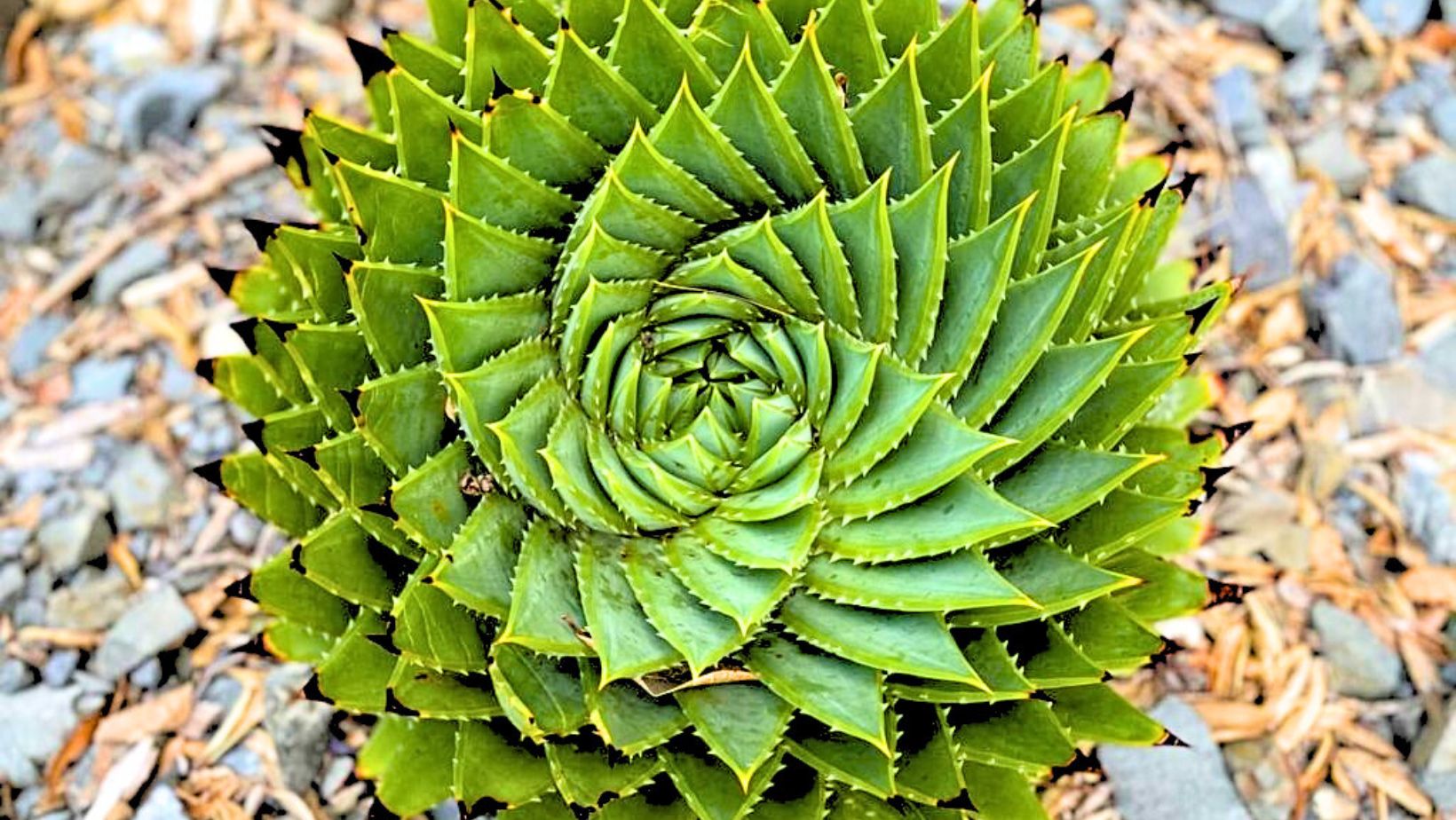 12 Amazing Aloe Varieties Chosen For Your Home By Elizabeth Waddington