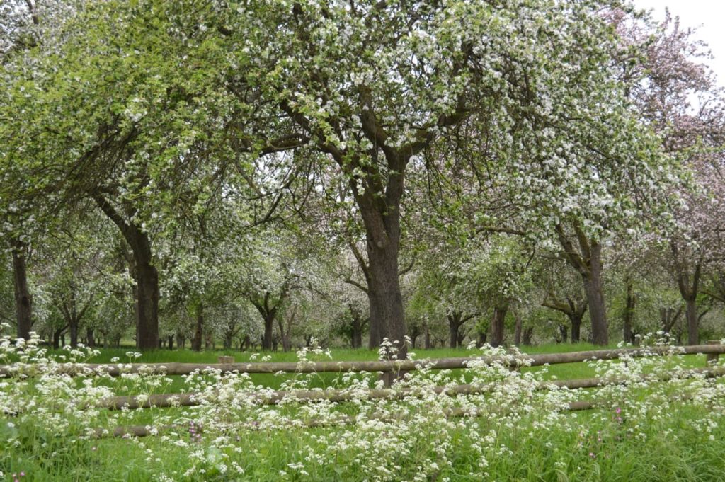white flowering plants and trees growing in a woodland section of the Stockton Bury gardens
