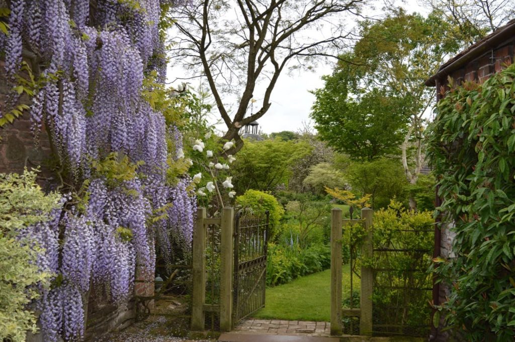 cascading purple wisteria flowers covering a wall and an open gate in Stockton Bury gardens