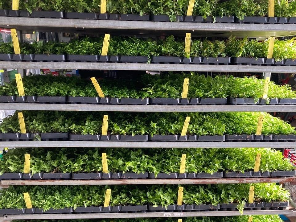 ferns growing on shelves at Botanico ready to be sent out to customers