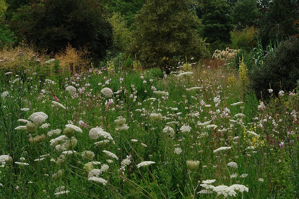 a wildflower field at Knoll with deciduous trees in the background