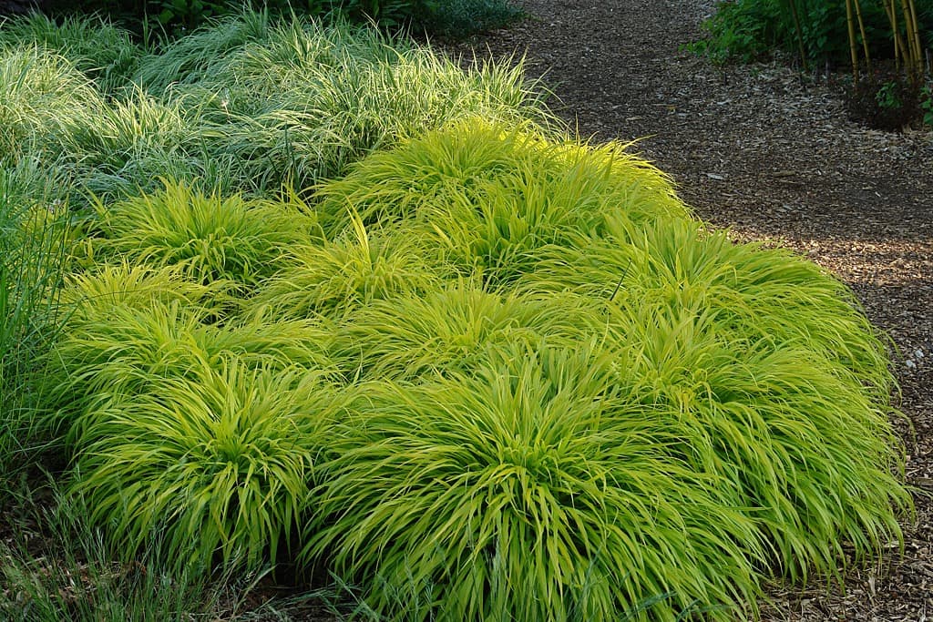 Hakonechloa grasses with bright green foliage growing at Knoll gardens