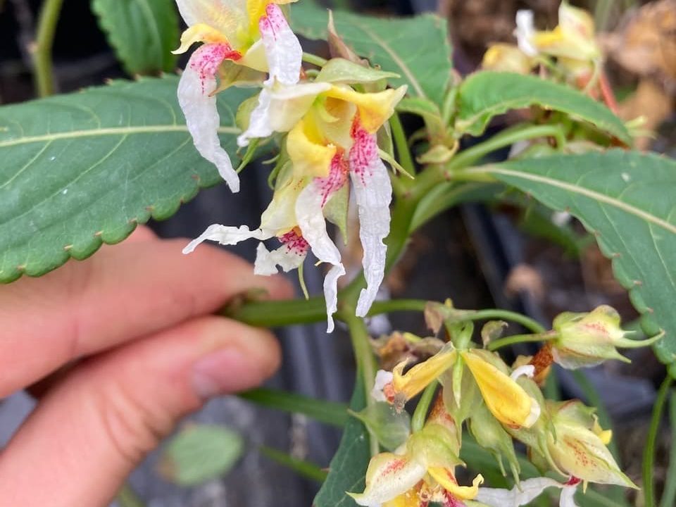 an Impatiens pianmaensis with a white and pink flower that has been grown at Botanico