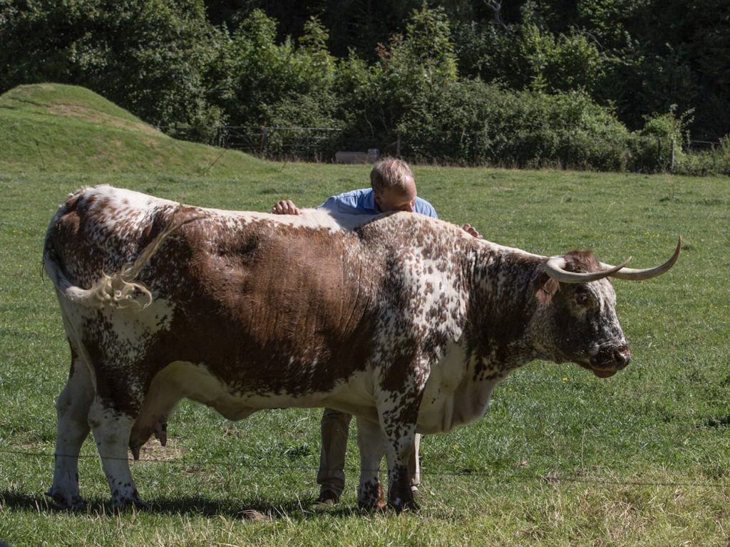 Kim tending to a large brown and white cow in a field