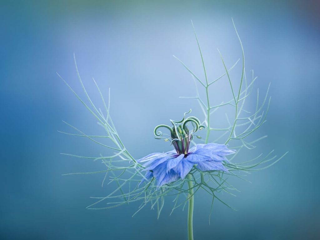 photograph of a blue nigella taken by Molly Hollman