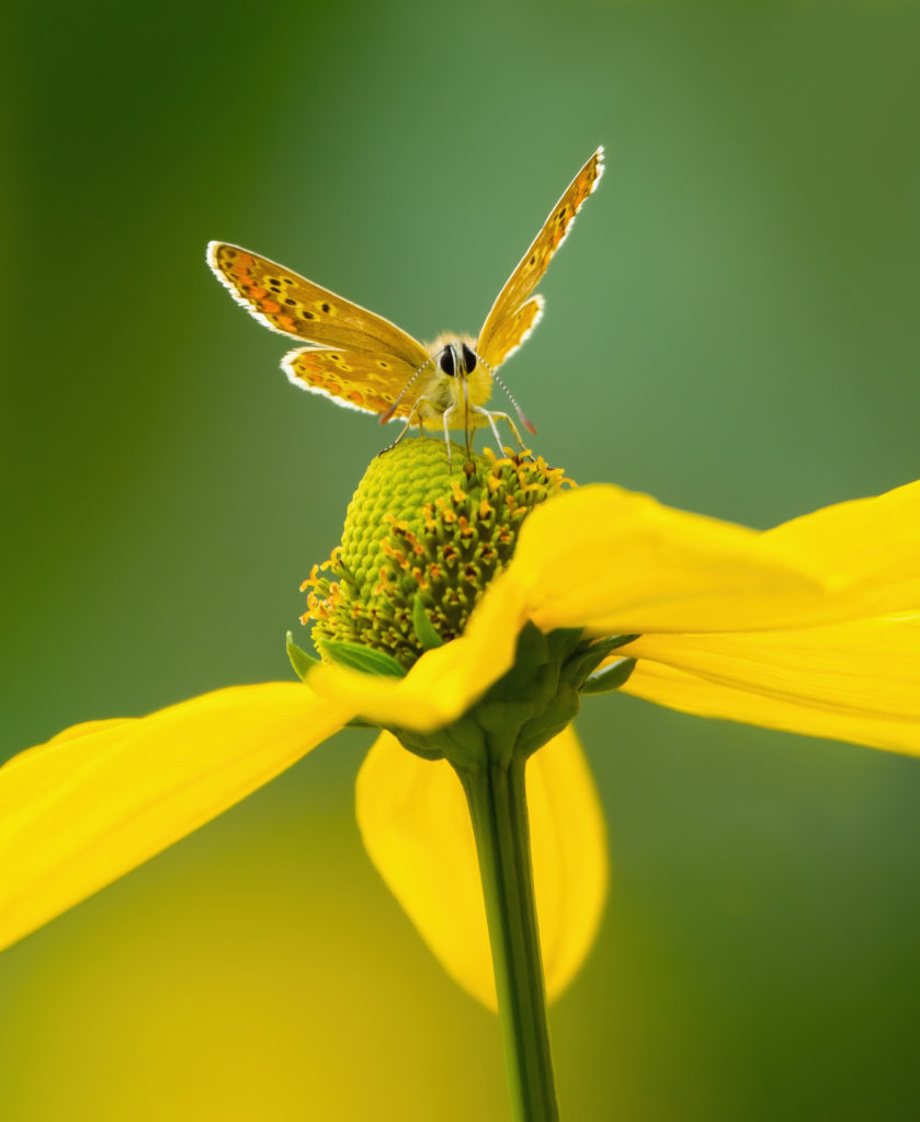 a moth resting in the centre of a yellow flower