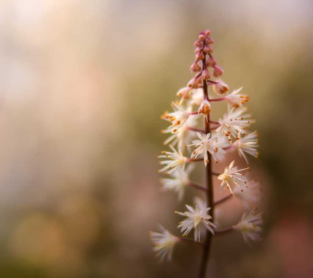 tiny white star-shaped flowers growing along a red stem