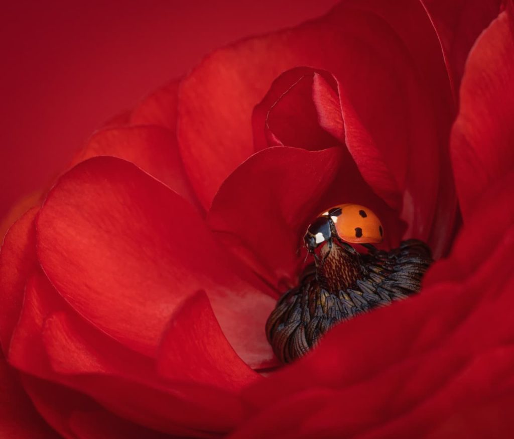 a ladybird captured in the centre of a flower