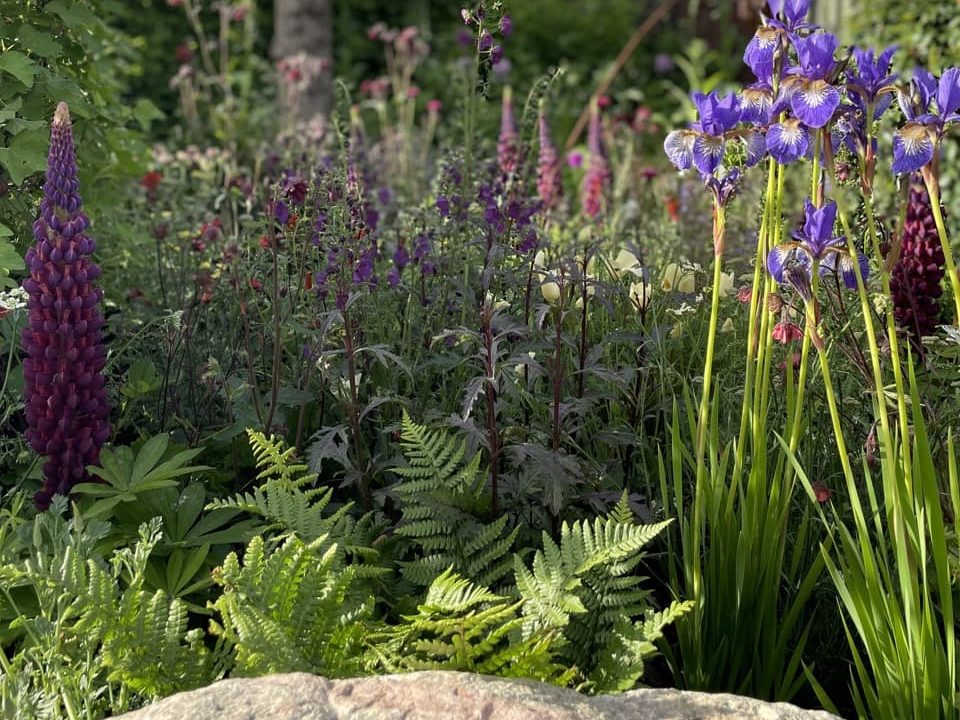 a selection of plants (including Iris, Lupins and ferns) in a planting scheme designed by Humaira Ikram