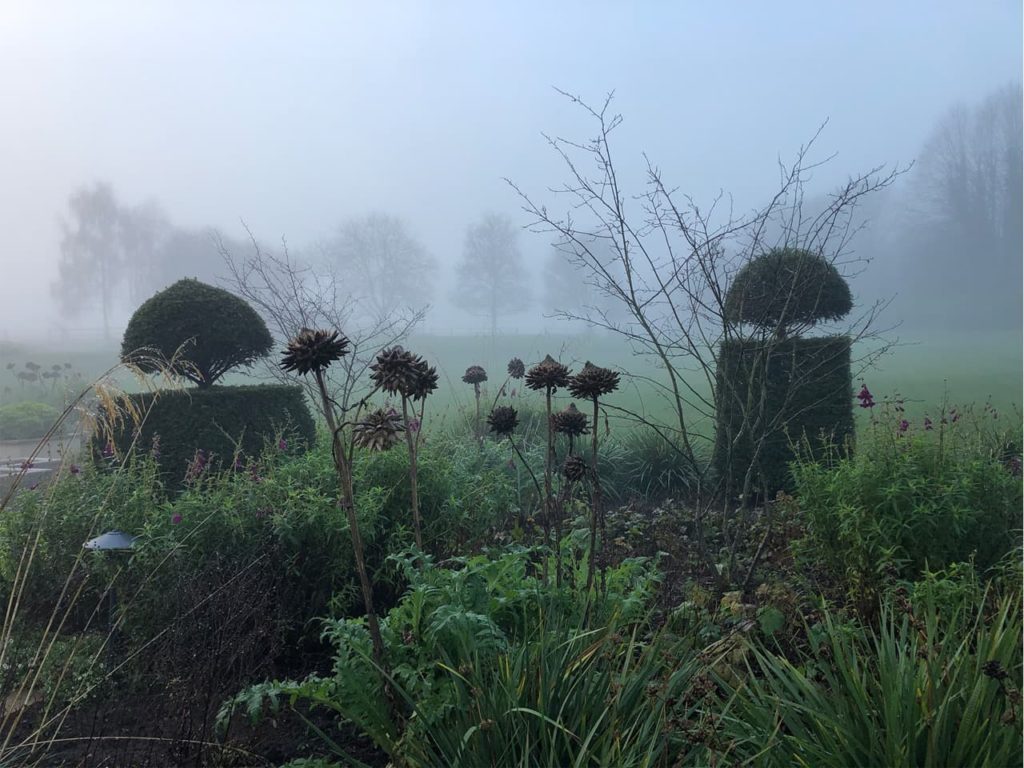 misty day in a garden with topiary hedges and spent flowering heads