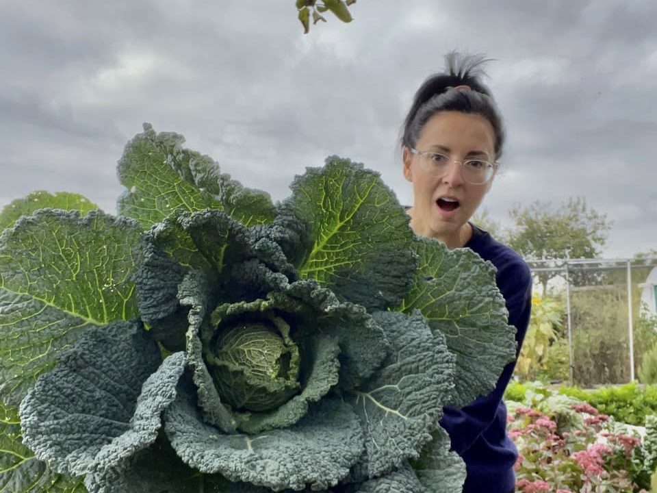 a large brassica being held up in Ellen's allotment after harvesting