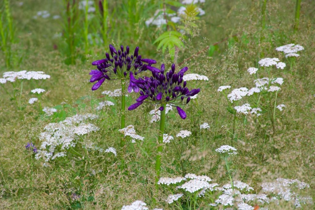 purple agapanthus flowers atop a tall thick stem surrounded by smaller white flowering achillea
