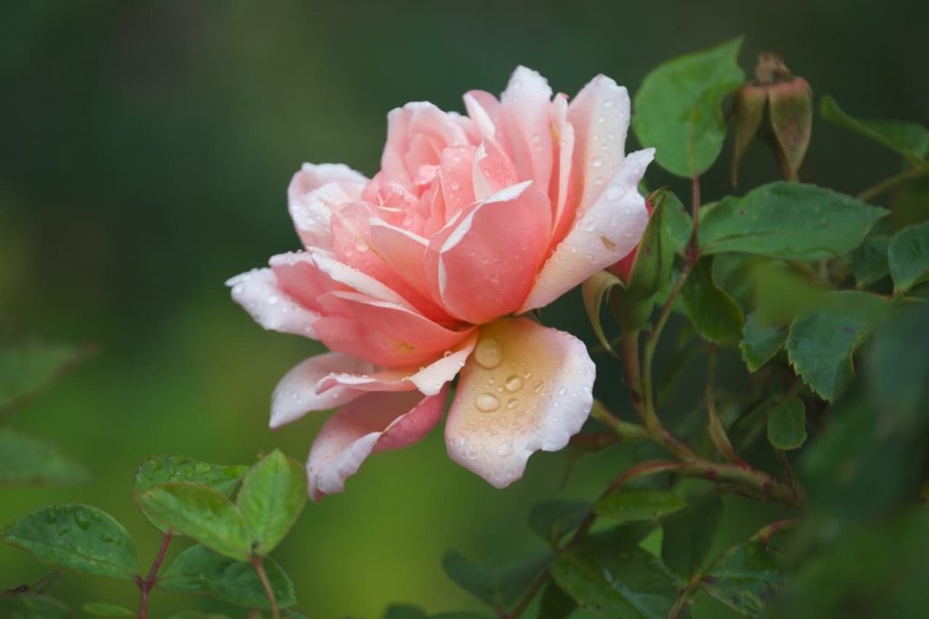 image of a pink rose covered in water droplets by Phao Hewitson
