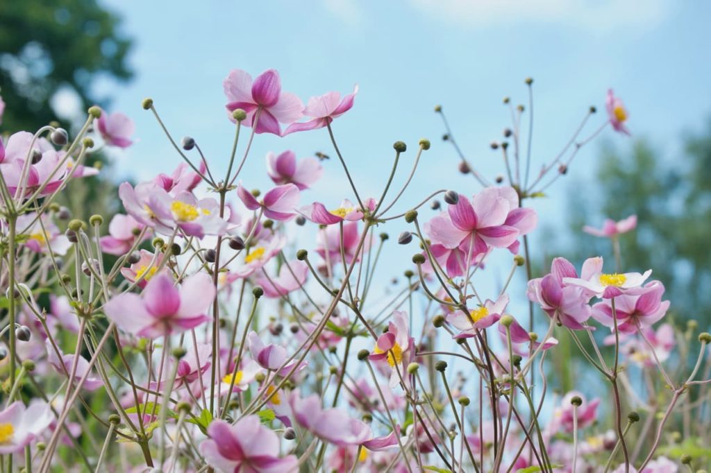 pink japanese anemone flowers growing from tall thin stems set against a blue sky