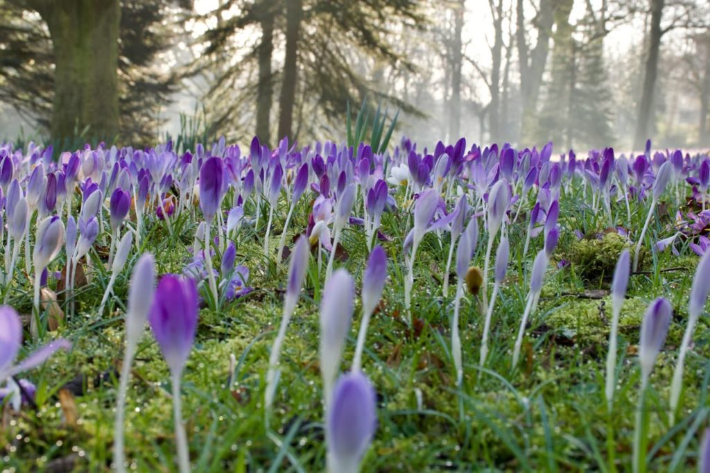 purple and white crocus flowers growing from mossy ground