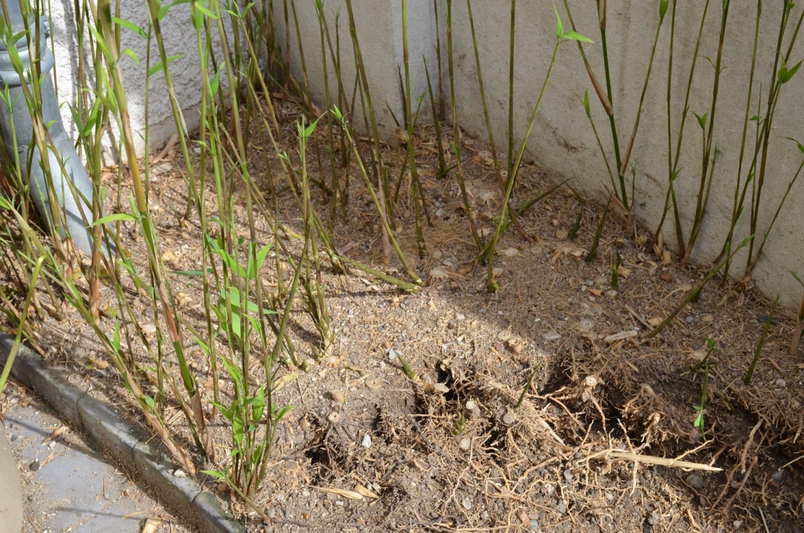 the removal of bamboo from an area with prolific growth