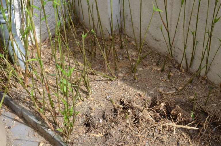 Vigorous Bamboo Can Quickly Take Over Here