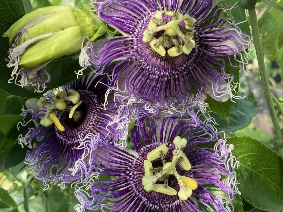 purple flowering passiflora edulis hybrid from the Botanico nursery