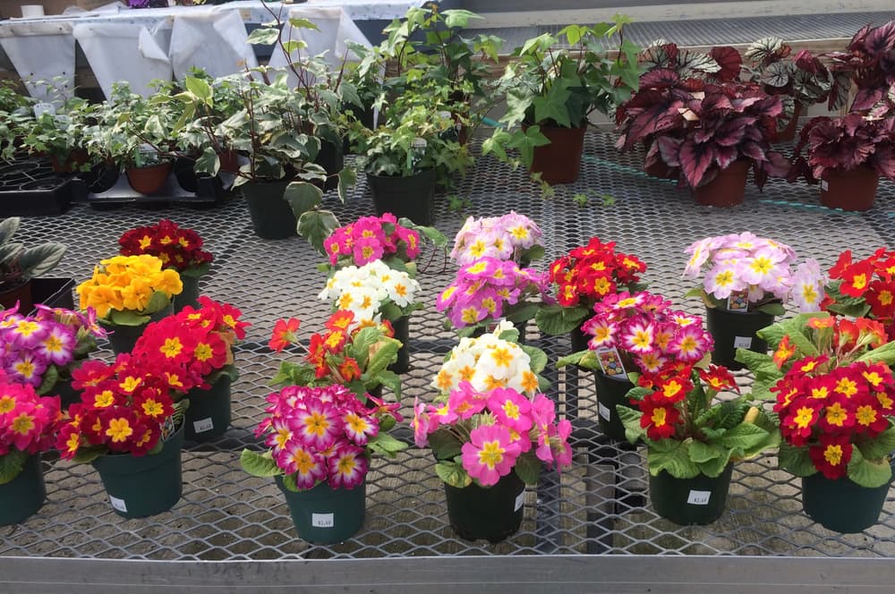 primrose, ivy and other potted plants shown in a nursery