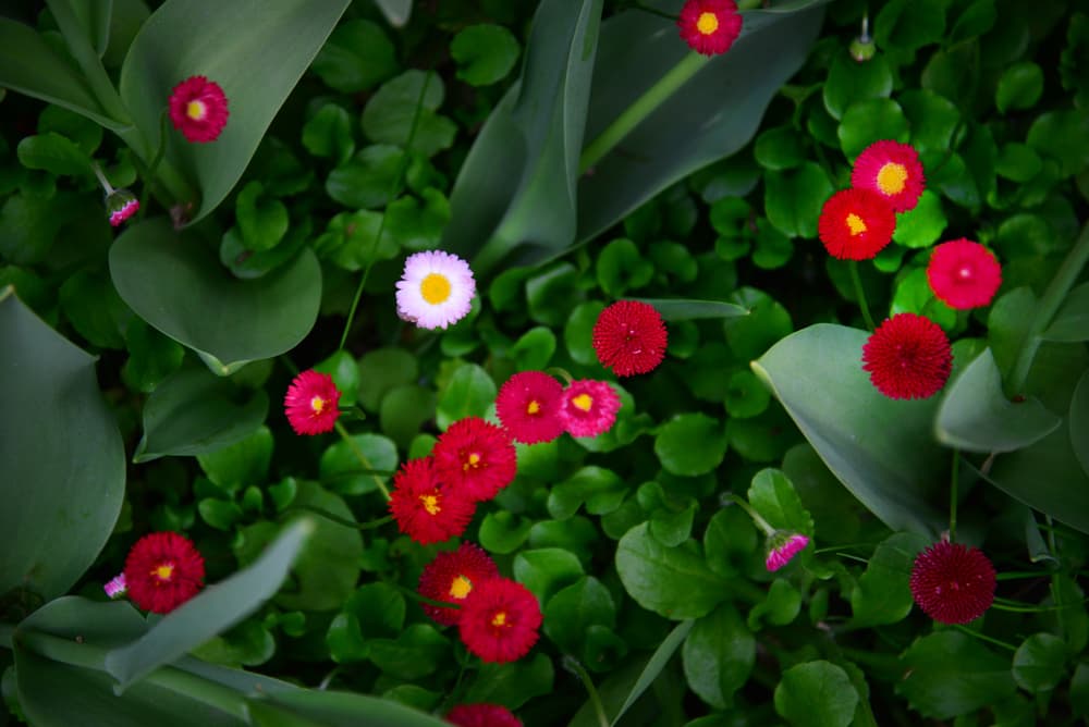 red and yellow flowering heads of B. perennis 'Romi' Series