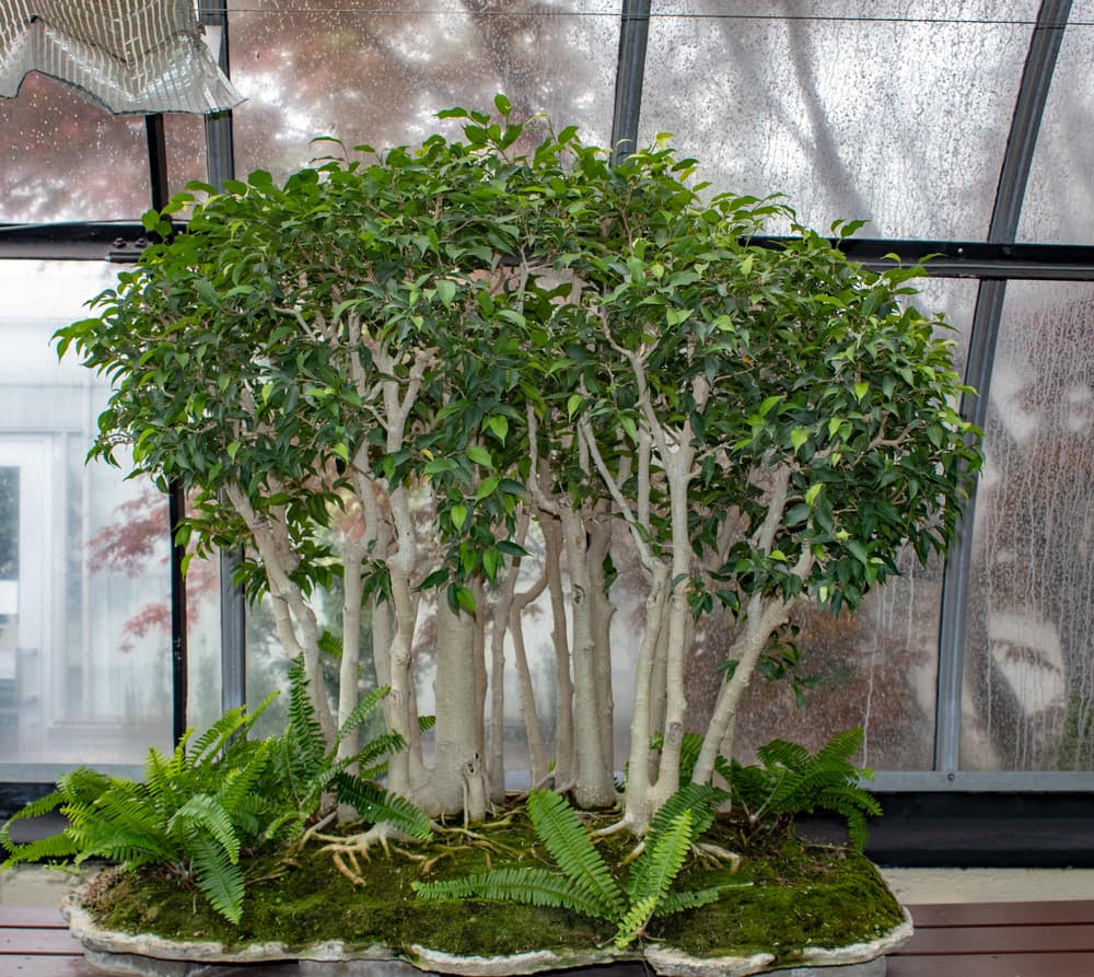 Ficus 'Too Little' bonsai growing with ferns in a large greenhouse