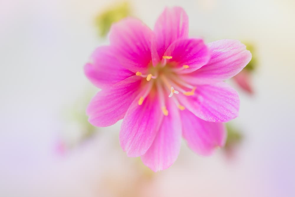 pink flower of L. cotyledon Sunset Group