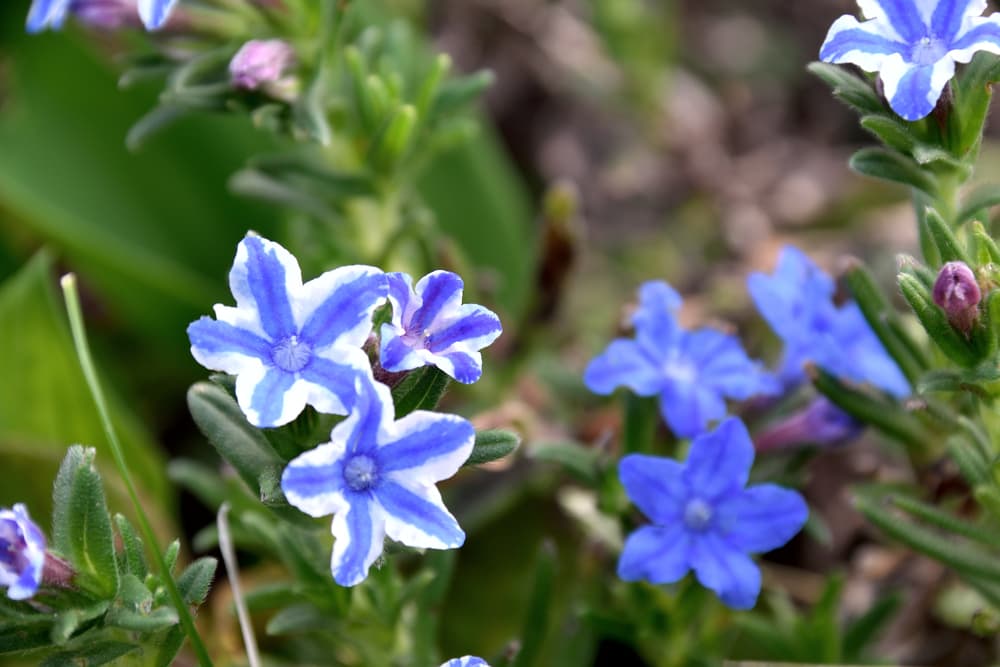 lithodora 'blue star' with striped blue and white petals