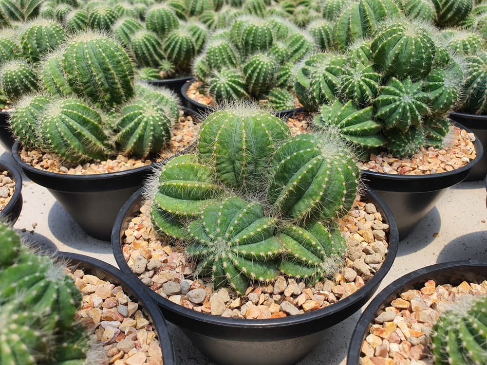 many potted P. magnifica plants in black pots