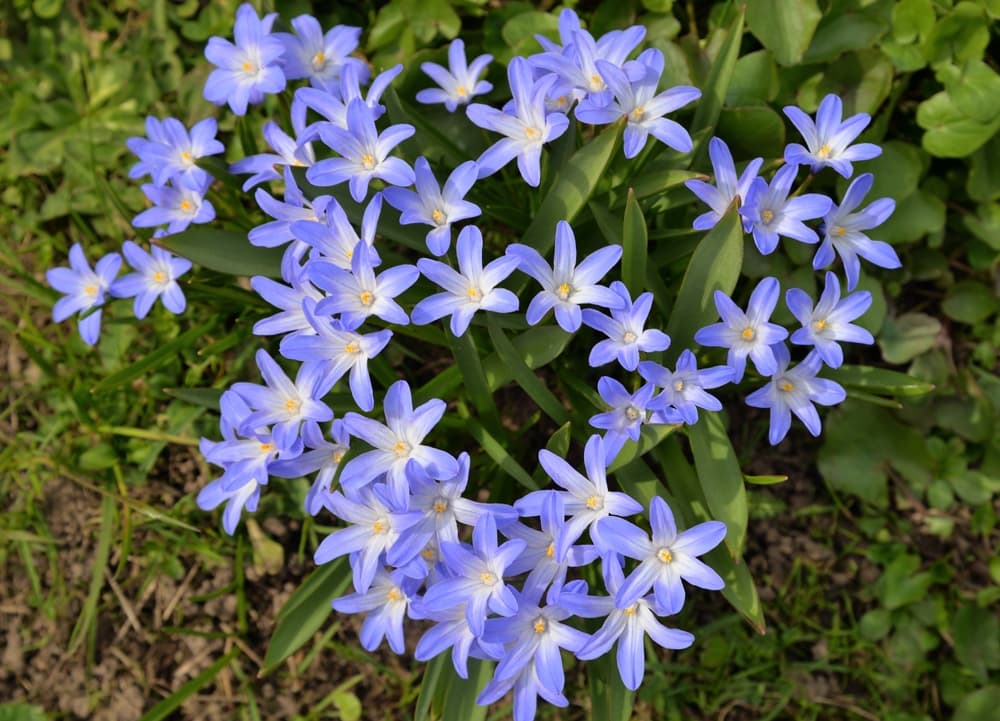 flowering Scilla luciliae in a shaded garden corner