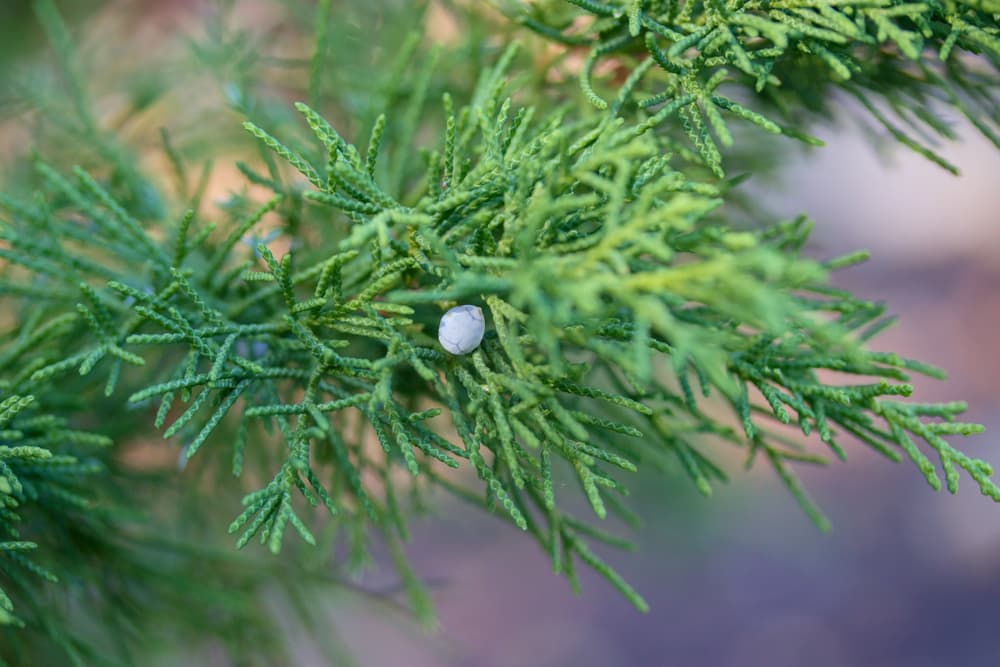 a single berry hanging from the foliage of a J. scopulorum plant