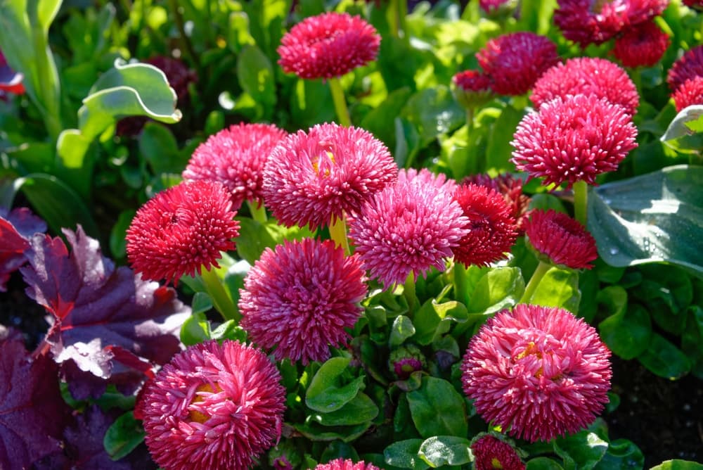 double red flowers of B. perennis 'Roggli' Series